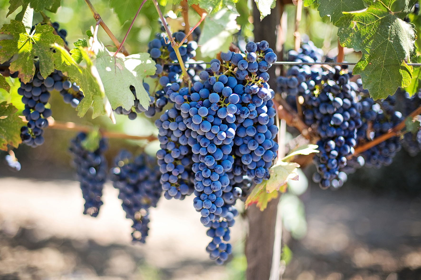 Tast al Museu de la Vinya i el Vi de Sant Fruitós